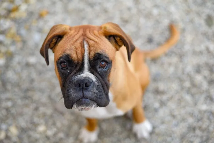 Boxer puppy lying on ground