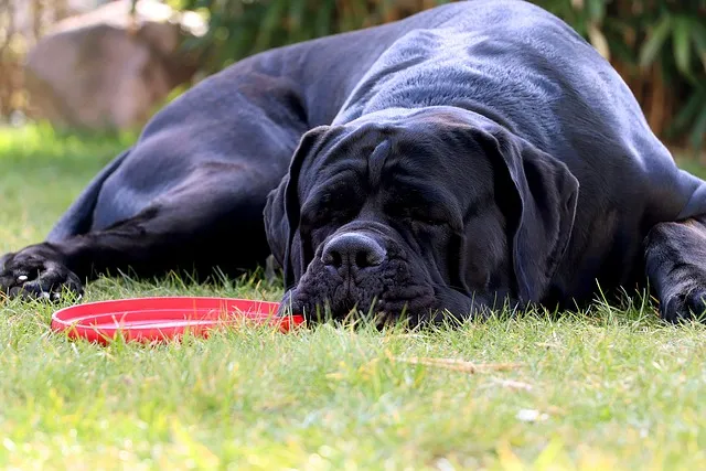 Cane Corso lying on ground and sleeping