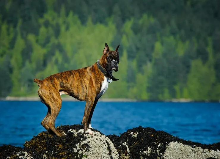 Dog standing on rock against lake