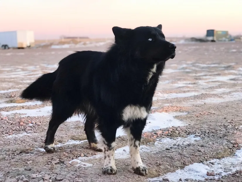 Australian Husky Mix is standing in field