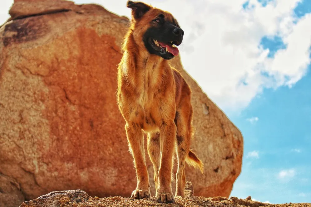 Liver German shepherd front view