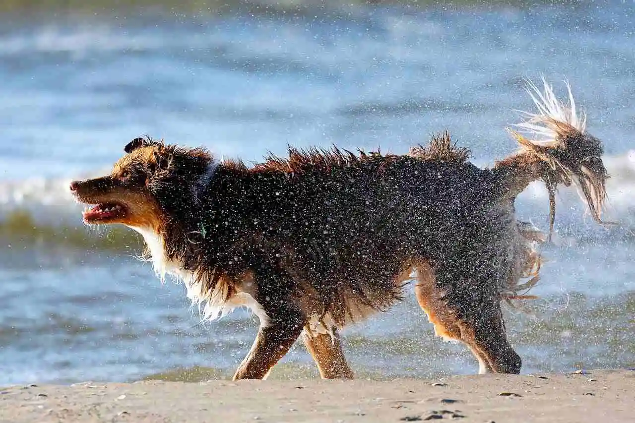 Red Australian Shepherd walking on beach