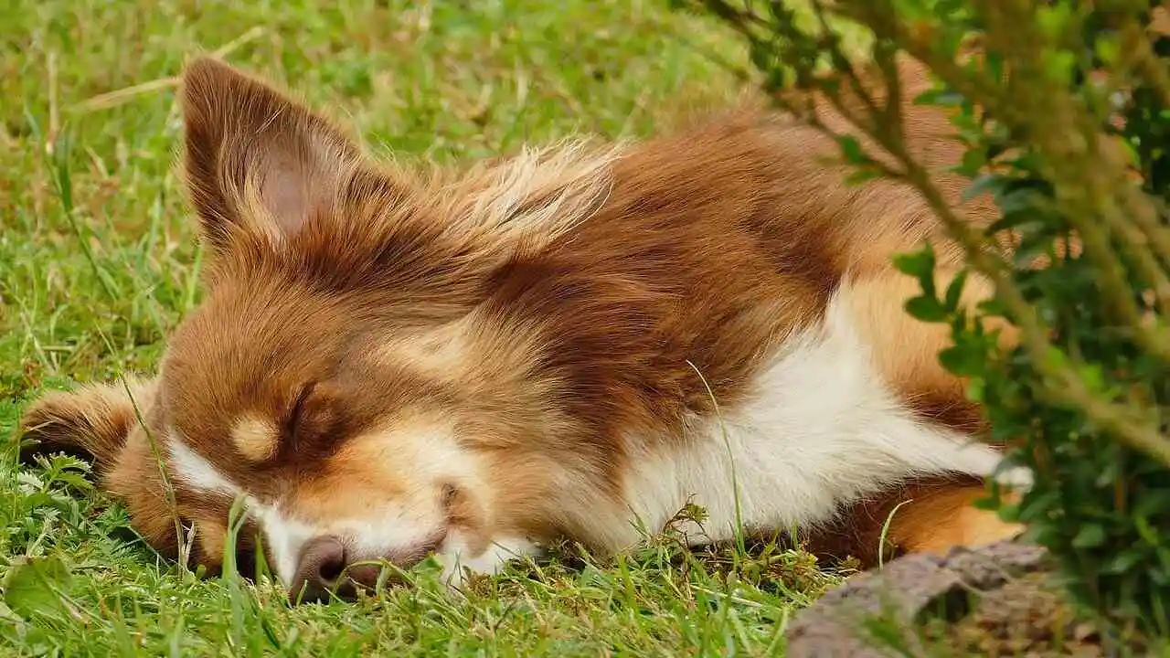 Red Merle Australian Shepherd is sleeping on Grass