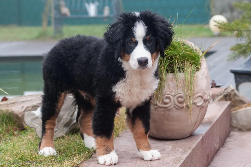 Toy Australian Shepherd is standing