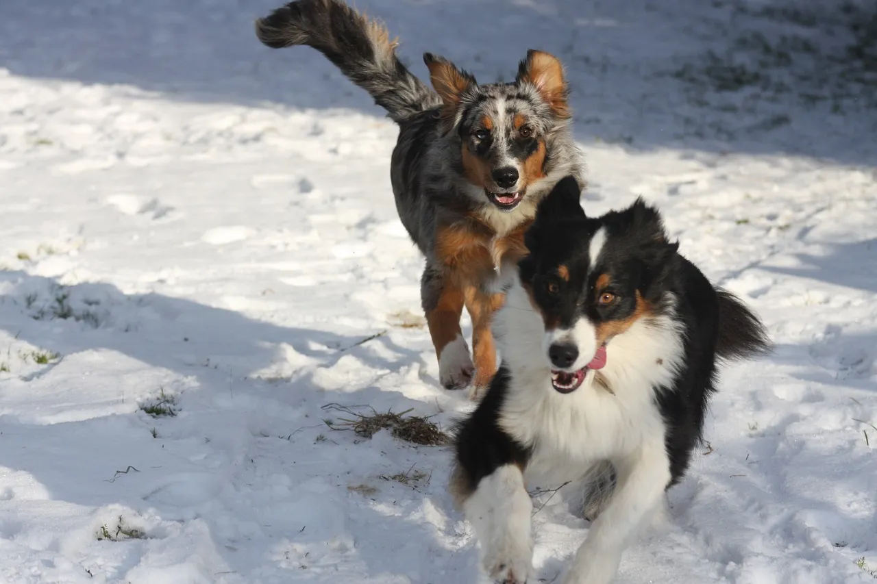 Two Blue Merle are running on snow which is part of their training