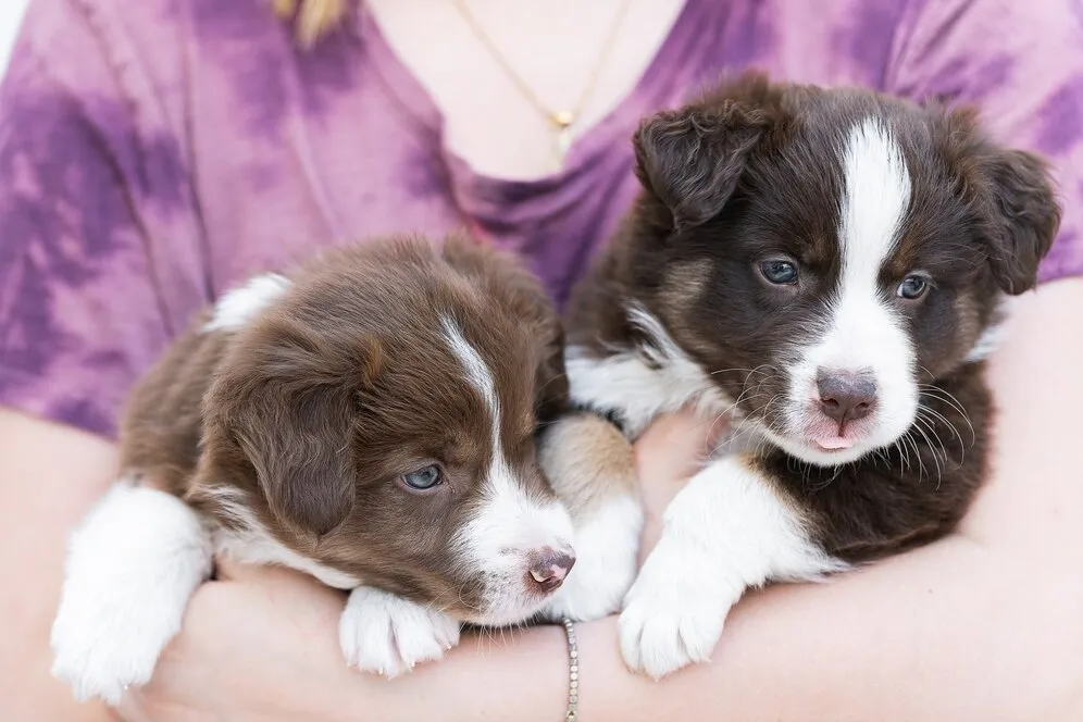 Two Miniature Australian Shepherds Puppies Boxy in Girl hand