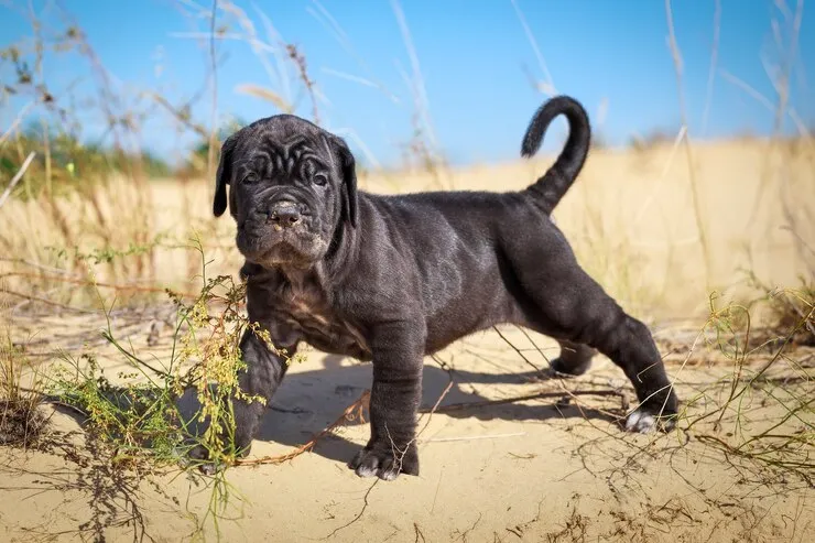 Dog standing on sand