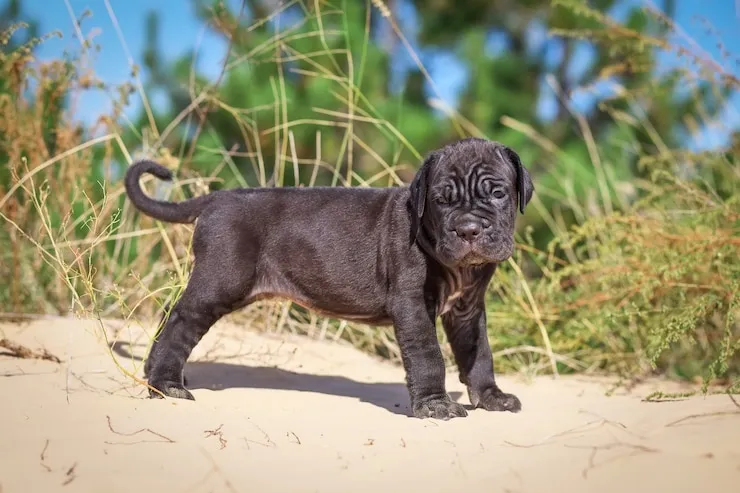 cane corso puppy is standing on sand