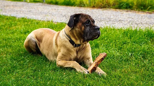 dog eating meat
