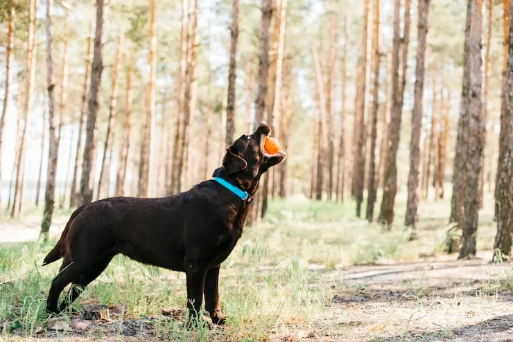 dog playing with ball in forest