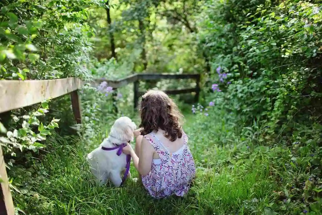 Australian Retriever puppy is with child