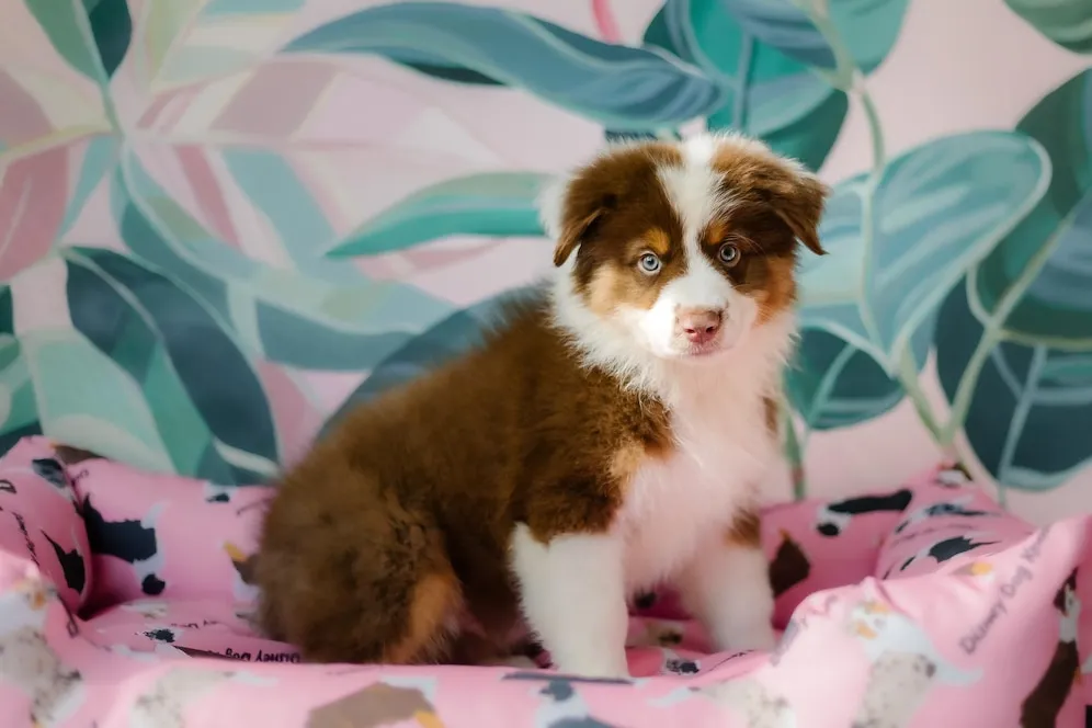 Red Tri Australian Shepherd is sitting on bed